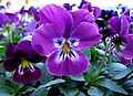 2011-04-19T06:10:01Z : user:Raghith : File:Purple pansy.jpg