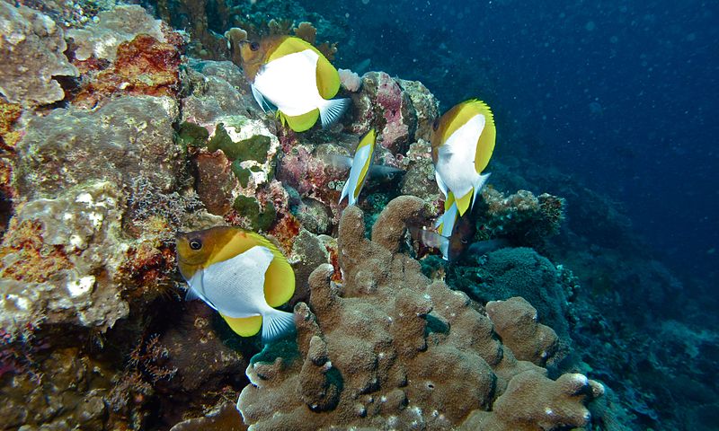 File:Pyramid Butterflyfishes (Hemitaurichthys polylepis) (6130320478).jpg