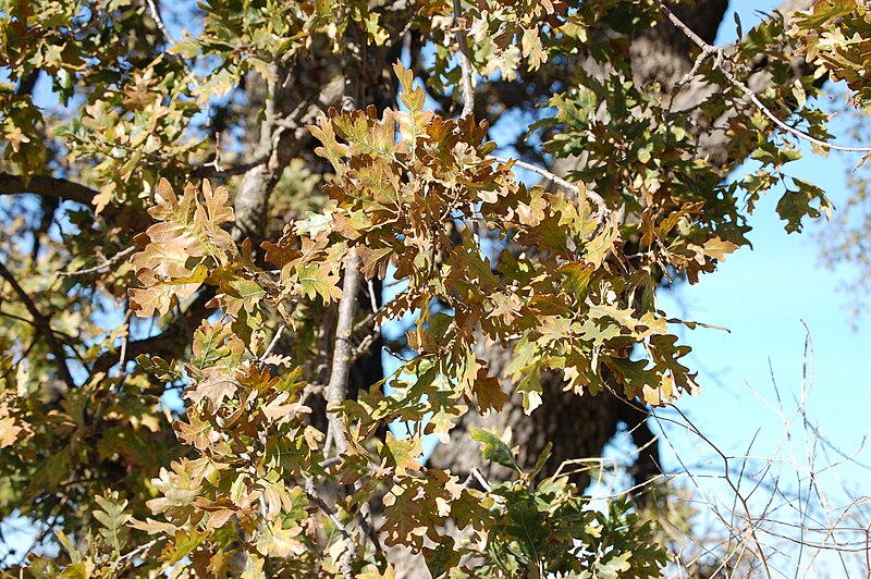 File:Quercus lobata-8.jpg