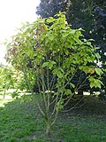 Miniatura para Quercus pontica