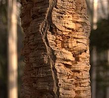 The distinctive bark of Quercus suber, from which natural cork is derived. Quercus suber aka cork oak modified.jpg