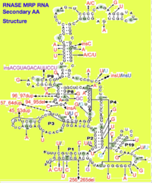 Detailed Secondary Structure Diagram of RNase MRP RNA labeling various P helical regions RNase MRP RNA - Secondary AA (structure).png
