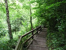 Radyr Woods boardwalk