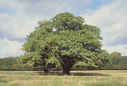 An oak tree; a typical modern, terrestrial autotroph