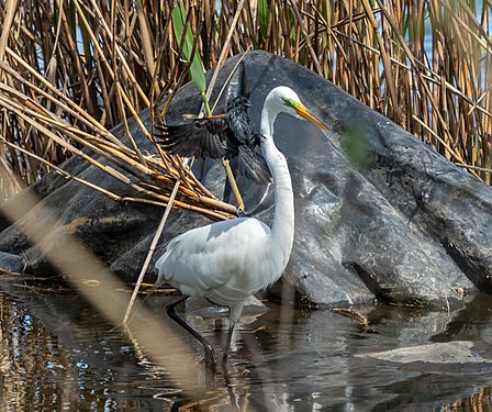 Red-winged blackbird attacking a great egret who got too close to its nest