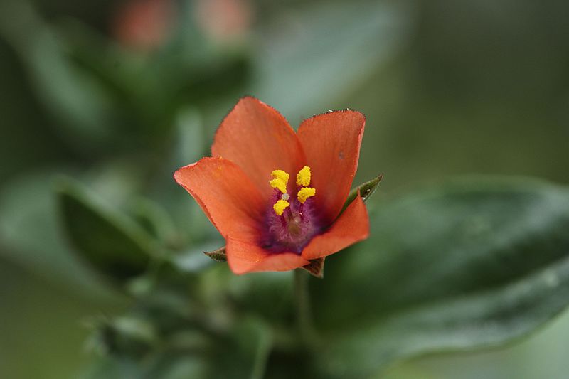 File:Red Pimpernel - Anagallis arvensis (21433687926).jpg