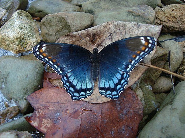 Image: Red Spotted Purple