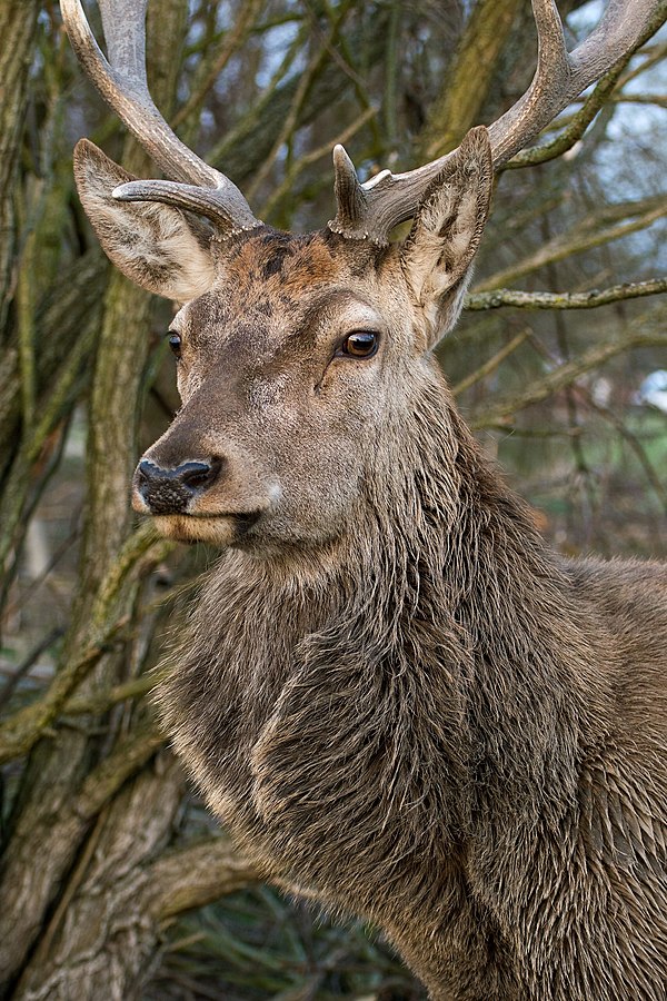 Red deer