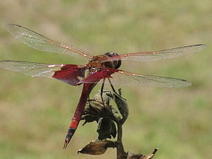 Red mantled saddlebag1.JPG