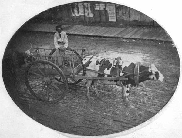 An ox cart seen at the end of the trail in Saint Paul