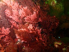 Red seaweeds