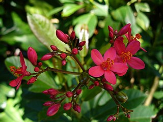 <i>Jatropha</i> Genus of flowering plants in the spurge family Euphorbiaceae