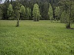 Wet meadow in the Redltal