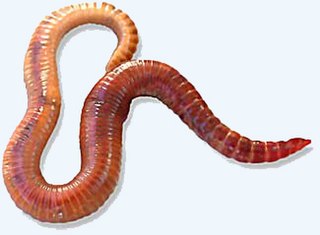 <i>Eisenia</i> (annelid) Genus of annelids