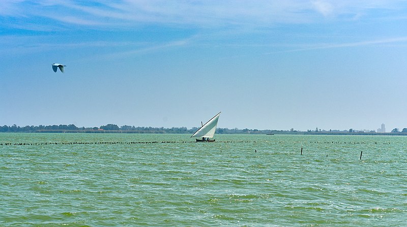 File:Regata de vela latina en la Albufera de Valencia 04.jpg