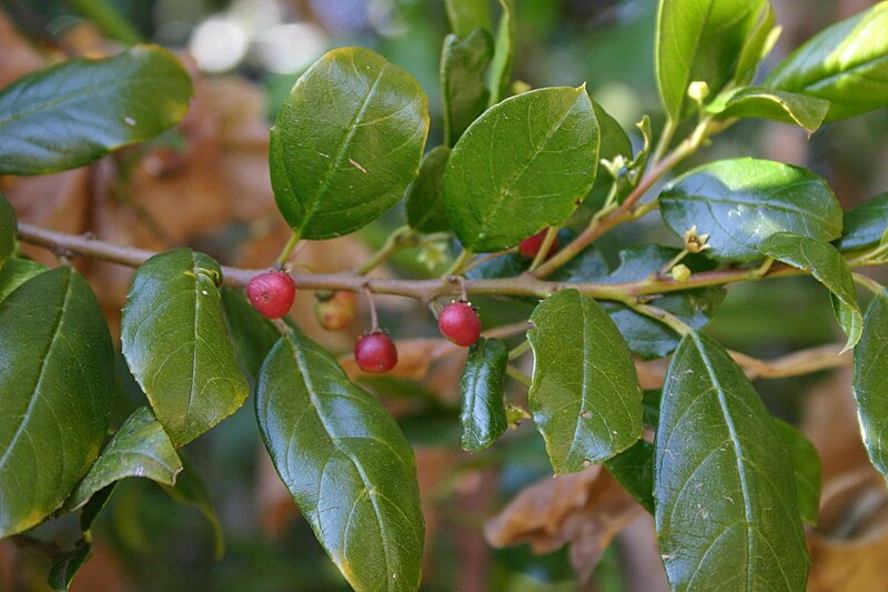 File:Rhamnus prinoides00.jpg