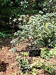 Rododendron fuyuanense - Kunming Botanical Garden - DSC02866. 
 JPG