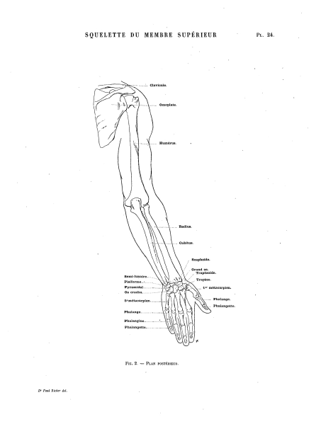 File:Richer - Anatomie artistique, 2 p. 31.png