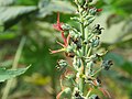 Ricinus communis - Castor Bean Plant at Thattekkadu (7).jpg