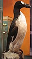 Óriásalka (Pinguinus impennis)