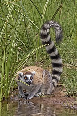 Ring-tailed lemur (Lemur catta), Andasibe, Madagascar (created and nominated by User:Charlesjsharp)