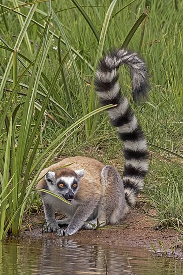 Lêmure-de-cauda-anelada (Lemur catta), Andasibe, distrito de Mananara Avaratra, Madagascar. É um primata estrepsirrino de tamanho médio. É a espécie de lêmure mais reconhecida internacionalmente, devido à sua cauda longa, preta e branca e anelada (o comprimento da cabeça ao final do corpo varia entre 39 e 46 cm, o comprimento da cauda é de 56 e 63 cm). Pertence aos Lemuridae, uma das cinco famílias de lêmures, e é o único membro do gênero Lemur. Como todos os lêmures, é endêmico da ilha de Madagascar, onde está ameaçado de extinção. É onívoro, bem como o mais adaptado à vida terrestre dos lêmures existentes. (definição 1 916 × 1 916)