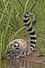 Ring-tailed lemur (Lemur catta).jpg