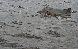 River dolphins @ Suriname (2720257590).jpg