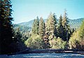 Riverbed in Carmanah Walbran Provincial Park