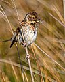 * Nomination female reed bunting --Stephan Sprinz 12:09, 4 June 2023 (UTC) * Promotion  Support Good quality. --MVmath20 18:45, 5 June 2023 (UTC)