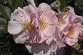 Rosa 'Lieve Louise' - una rosa de Louis Lens llamada así por la esposa de Ivo