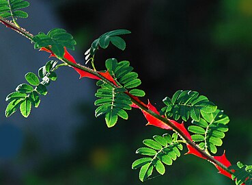 Rosa sericea sy'n adnabyddus am ei bigau addurniadol