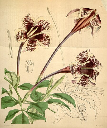 Rothmannia longiflora