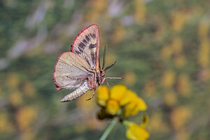 42. Platz: Herwig Winter mit …