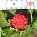 Rubus illecebrosus (fruits with scale).jpg