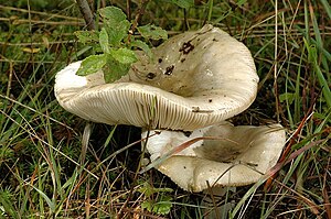 The gray-violet blubber (Russula grisea) is the type species of the subsection Griseinae