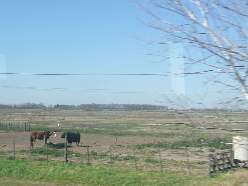 File:Ruta Fortín Olavarría - Trenque Lauquen 22 caballo vaca.JPG