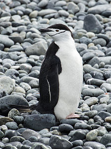 Cooper Bay, South Georgia