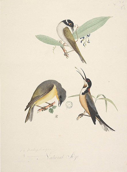 File:SLNSW 823122 f71 1 WhiteNaped Honeyeater Melithreptus lunatus 2 Eastern Spinebill Acanathorhynchus tenuirostris 3 Yellow Robin Eopsaltria australia.jpg