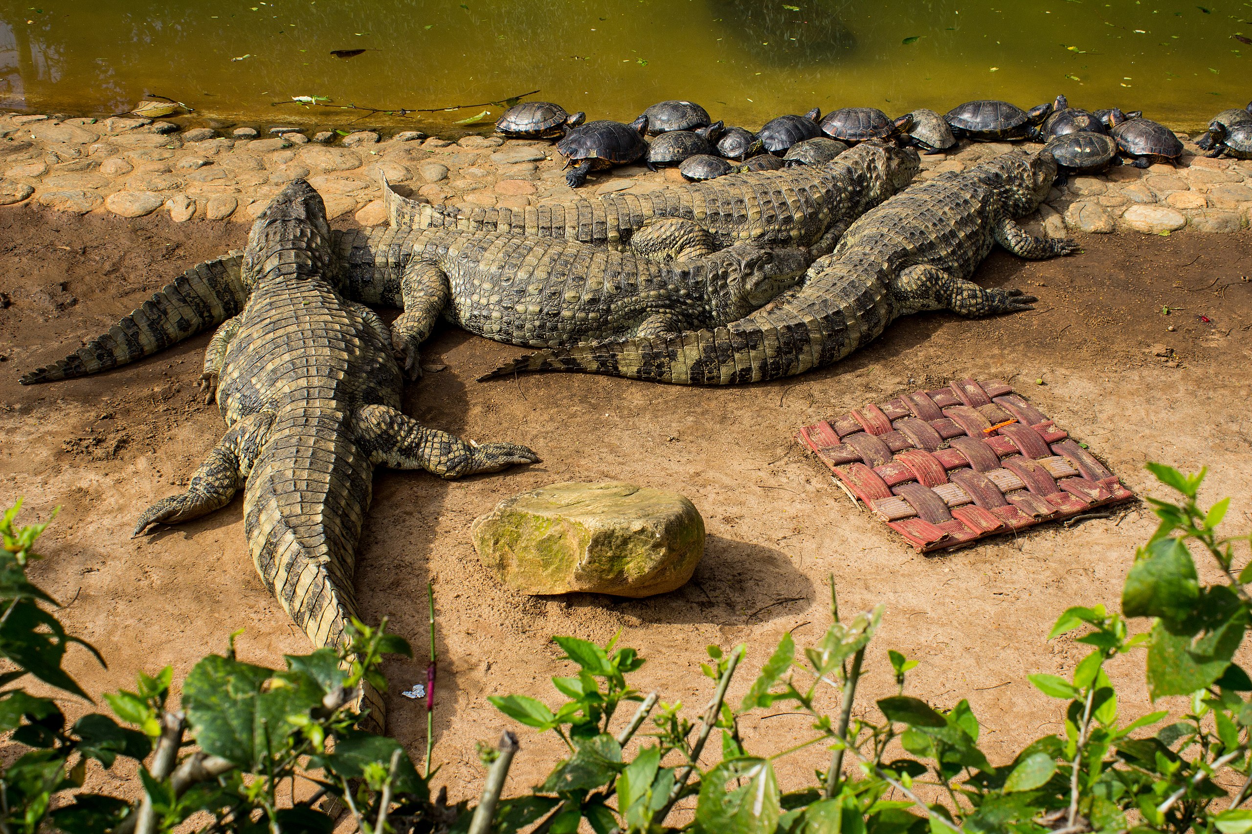 File:Madagascar, crocodiles.jpg - Wikimedia Commons