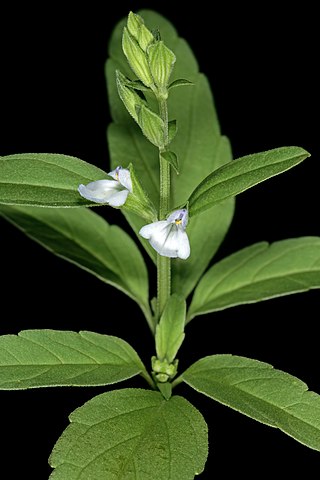<i>Salvia reflexa</i> Species of shrub