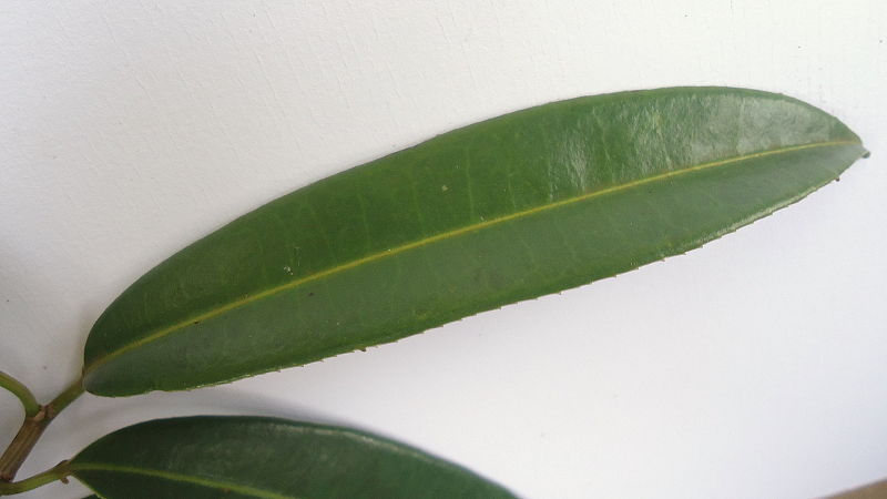 File:Sapium glandulosum (L.) Morong (6240739200).jpg