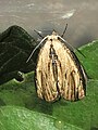 Sarbena moth 2.jpg