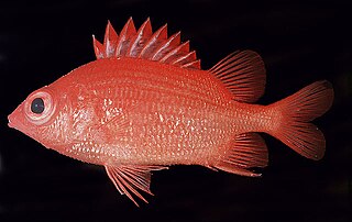 <i>Sargocentron iota</i> Species of Fish