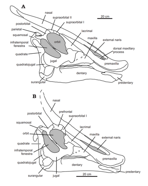 File:Saurolophus skulls diagram.png