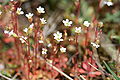 Saxifraga tridactylites - Kandelaartje