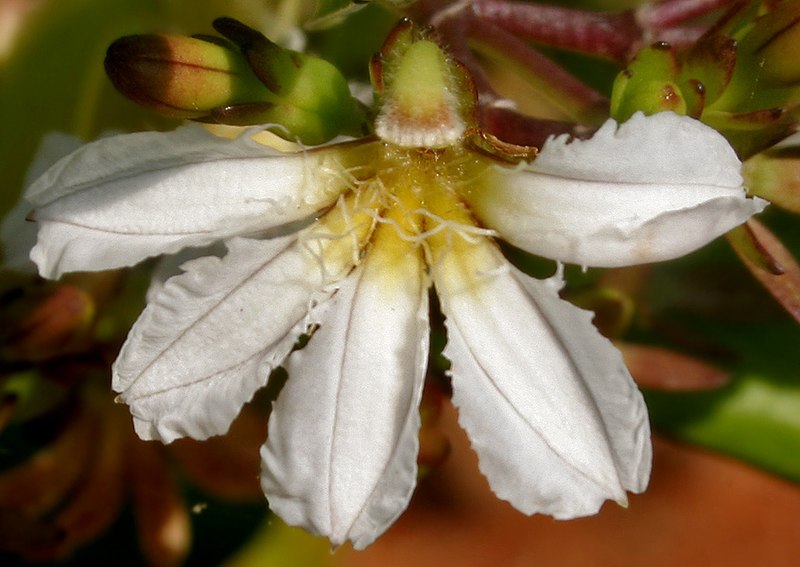 File:Scaevola sericea W2 IMG 3107.jpg