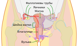 Схематичное изображение женских репродуктивных органов, фронтальная проекция