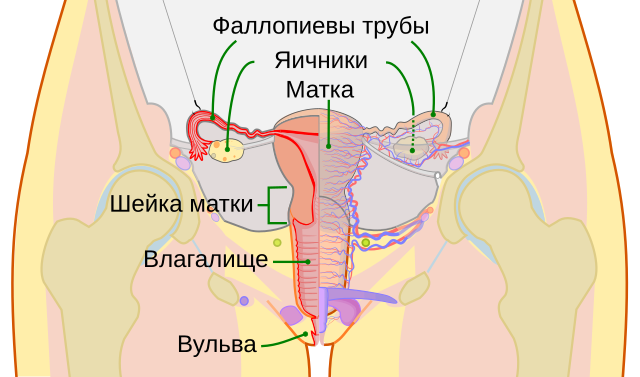 Строение женских половых органов