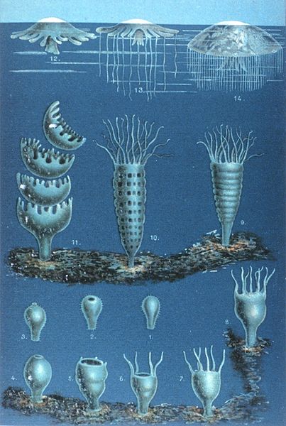 File:Schleiden-meduse.jpg